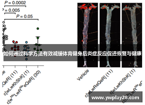 如何通过科学方法有效减缓体育健身后炎症反应促进恢复与健康
